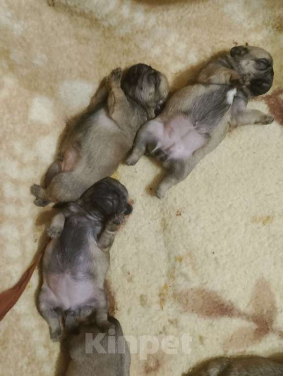 Собаки в Волгограде: Шенки мопс  Девочка, 25 000 руб. - фото 5