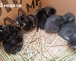 Кошки в других городах Ленинградской области: Помогите малышам Девочка, Бесплатно - фото 3