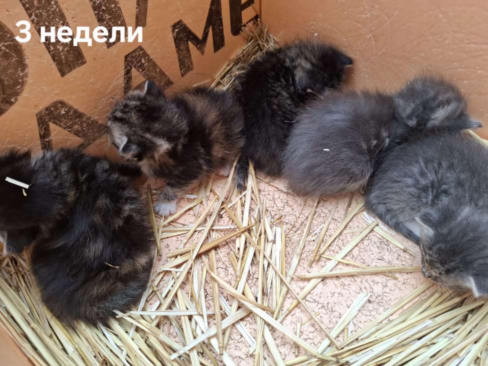 Кошки в других городах Ленинградской области: Помогите малышам Девочка, Бесплатно - фото 3