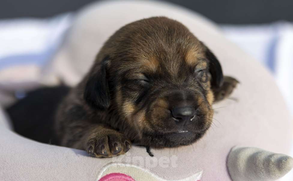 Собаки в Москве: Щенячья команда ищет самых лучших людей Девочка, Бесплатно - фото 2