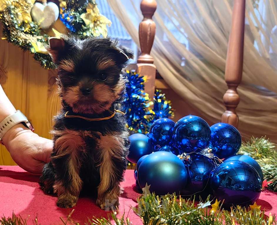 Собаки в Пушкино: Малышок - крепышок Мальчик, Бесплатно - фото 4