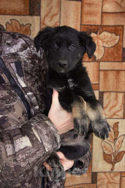 Собаки в Кашире: «Маленький герой ищет большой дом!» Мальчик, Бесплатно - фото 1