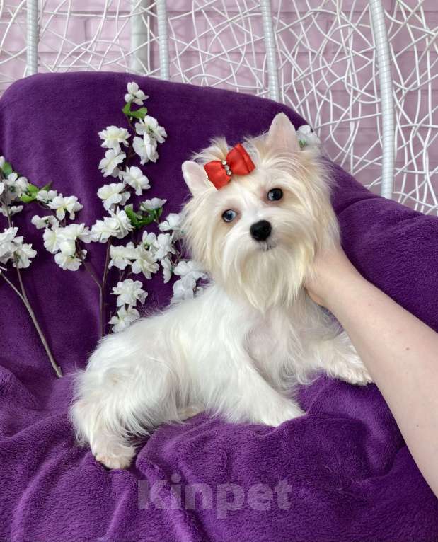 Собаки в Москве: Голубоглазый йорк белая девочка Девочка, 120 000 руб. - фото 8