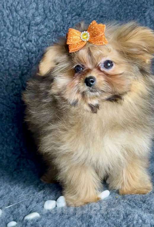 Собаки в Москве: Помапу девочка соболиная Девочка, 45 000 руб. - фото 9