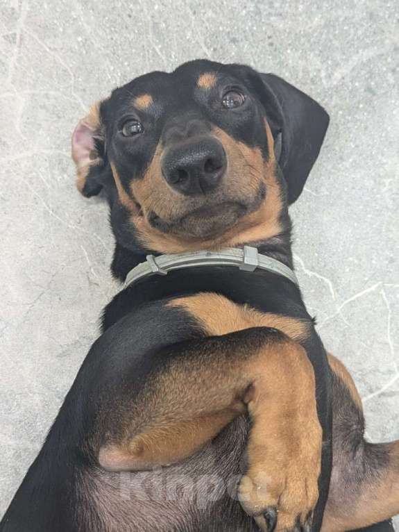 Собаки в Казани: Продам собаку Такса Мальчик, 5 000 руб. - фото 4