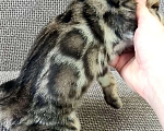 Кошки в Москве: Бенгальский мальчик Мальчик, 30 000 руб. - фото 4