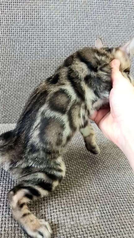 Кошки в Москве: Бенгальский мальчик Мальчик, 30 000 руб. - фото 4