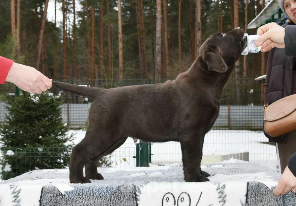 Собаки в Москве: Мальчик шоколадный  Мальчик, 80 000 руб. - фото 1