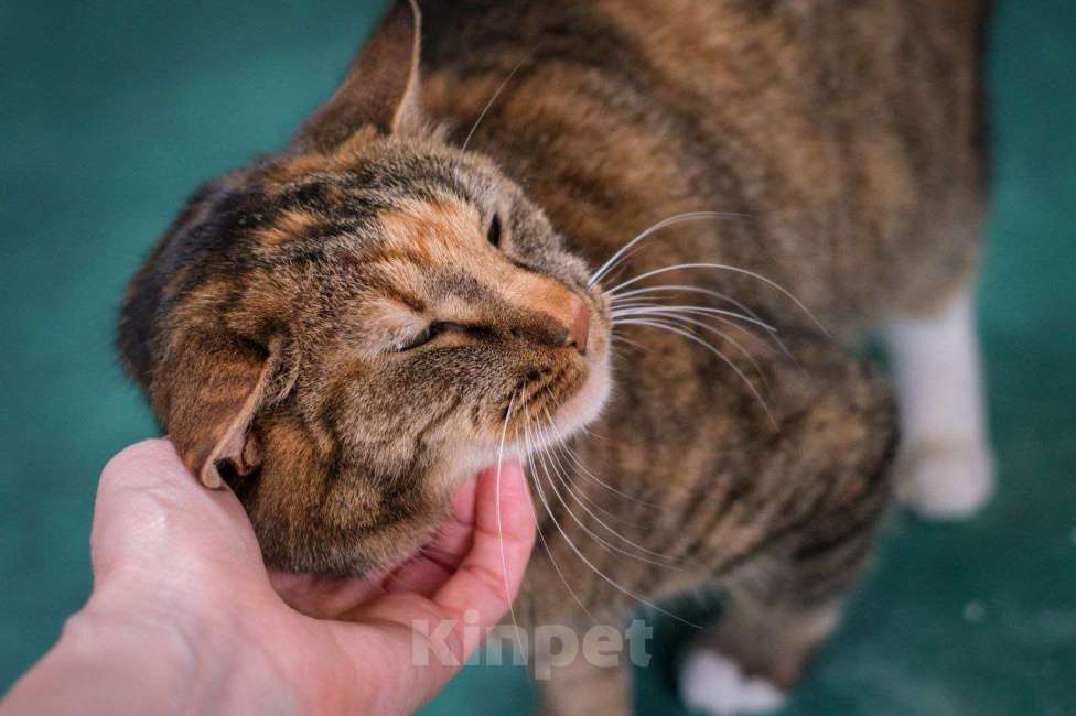 Кошки в Щелково: Уютная Мила Девочка, Бесплатно - фото 3