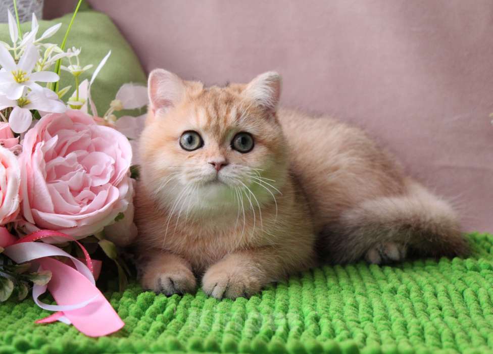 Кошки в других городах Московской области: Шикарная британская золотая шиншилла Девочка, 50 000 руб. - фото 2