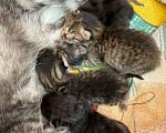 Кошки в Краснодаре: Кошка ищет дом себе и 4 котятам Девочка, Бесплатно - фото 4