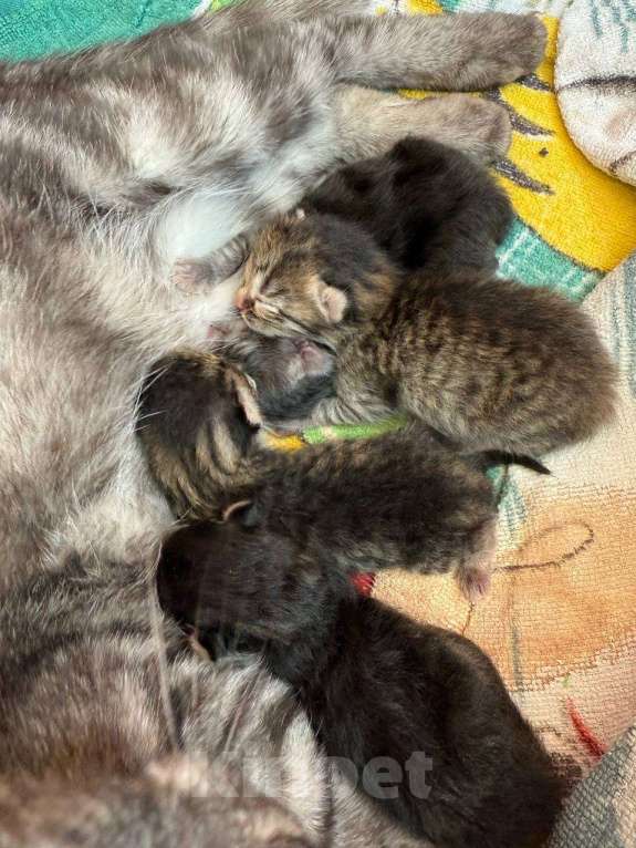 Кошки в Краснодаре: Кошка ищет дом себе и 4 котятам Девочка, Бесплатно - фото 4