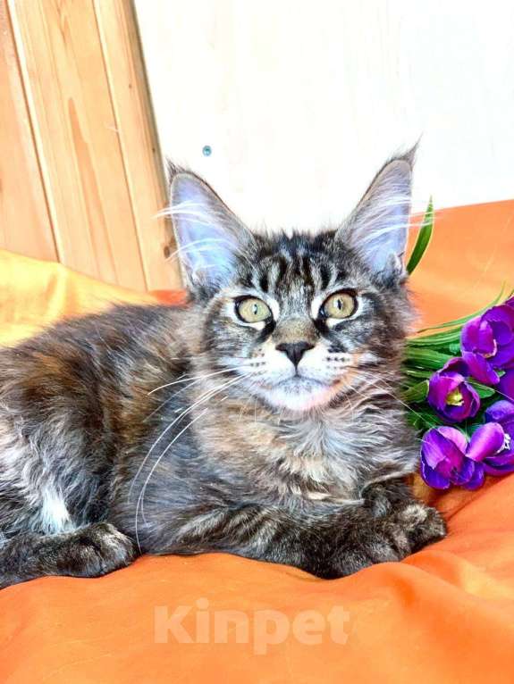 Кошки в Челябинске: 🔥🔥🔥 КОТЕНОК МЕЙН-КУН ПОЛИДАКТ ДЕВОЧКА Девочка, Бесплатно - фото 4