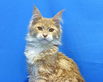 Кошки в Москве: Star Maine Coons Девочка, 75 000 руб. - фото 1