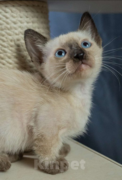 Кошки в Москве: Котята манчкин Мальчик, 45 000 руб. - фото 7