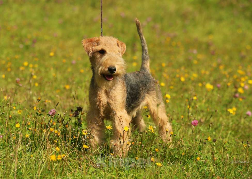 Собаки в Москве: Подрощенный щенок Лейкленд терьера Мальчик, 70 000 руб. - фото 5
