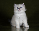 Кошки в Ростове-на-Дону: Котенок регдолл Девочка Девочка, Бесплатно - фото 2