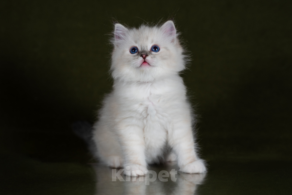 Кошки в Ростове-на-Дону: Котенок регдолл Девочка Девочка, Бесплатно - фото 2
