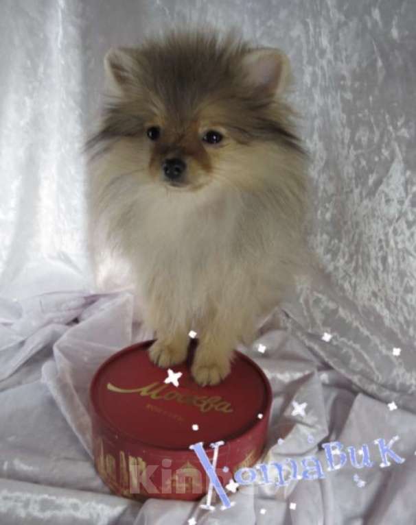 Собаки в Москве: Померанский шпиц Мальчик, Бесплатно - фото 1