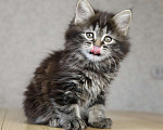 Кошки в Новосибирске: Сибирский котенок Девочка, 90 000 руб. - фото 5