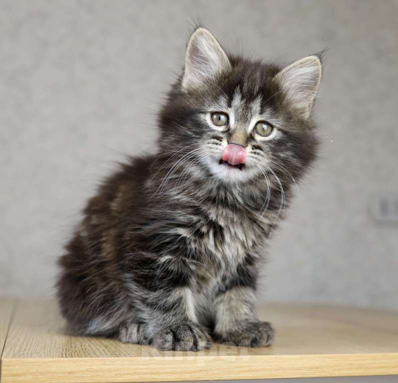 Кошки в Новосибирске: Сибирский котенок Девочка, 90 000 руб. - фото 5