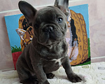 Собаки в Москве: Французский бульдог  Мальчик, 55 000 руб. - фото 5