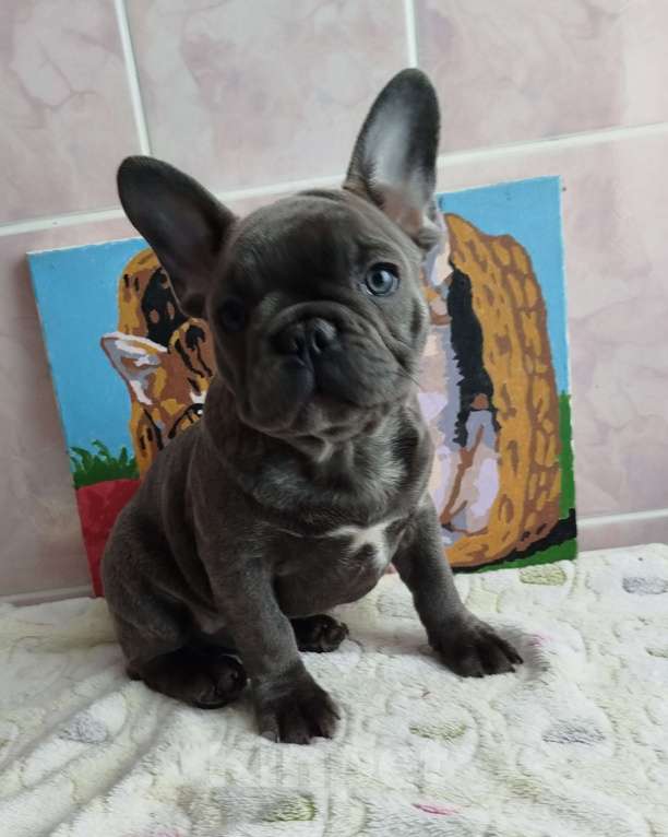 Собаки в Москве: Французский бульдог  Мальчик, 55 000 руб. - фото 5