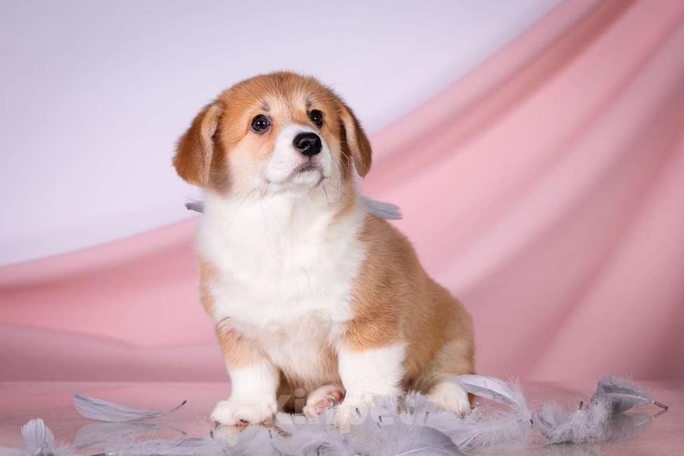 Собаки в Москве: Продам щенка вельш корги пемброк Девочка, 70 000 руб. - фото 8