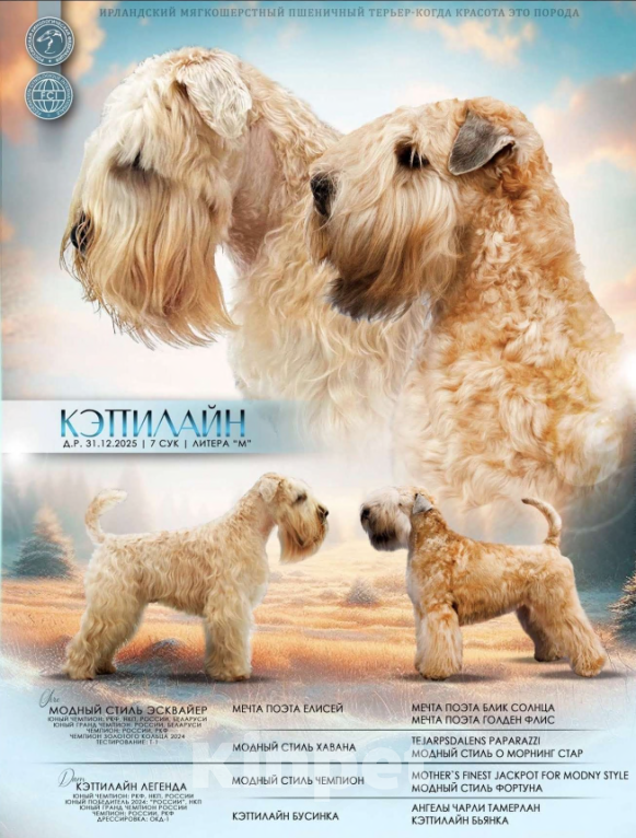 Собаки в Котельнике: Пшеничного терьера щенки Девочка, 100 000 руб. - фото 7