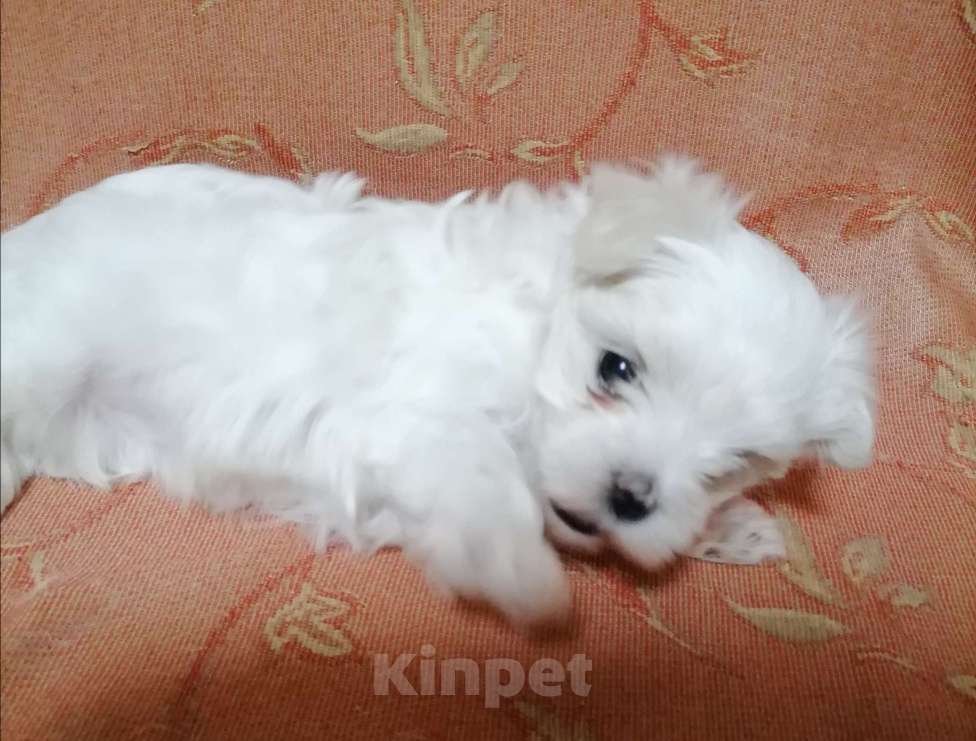 Собаки в Николаевске: Щенок мечты Девочка, 50 000 руб. - фото 3