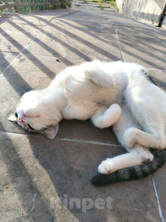 Кошки в Дмитрове: Домашний кот выживает на улице Мальчик, Бесплатно - фото 6