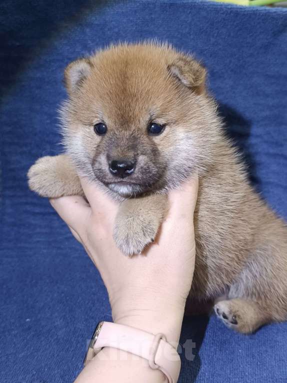 Собаки в Сертолово: Кобель Сиба щенок Мальчик, 80 000 руб. - фото 5