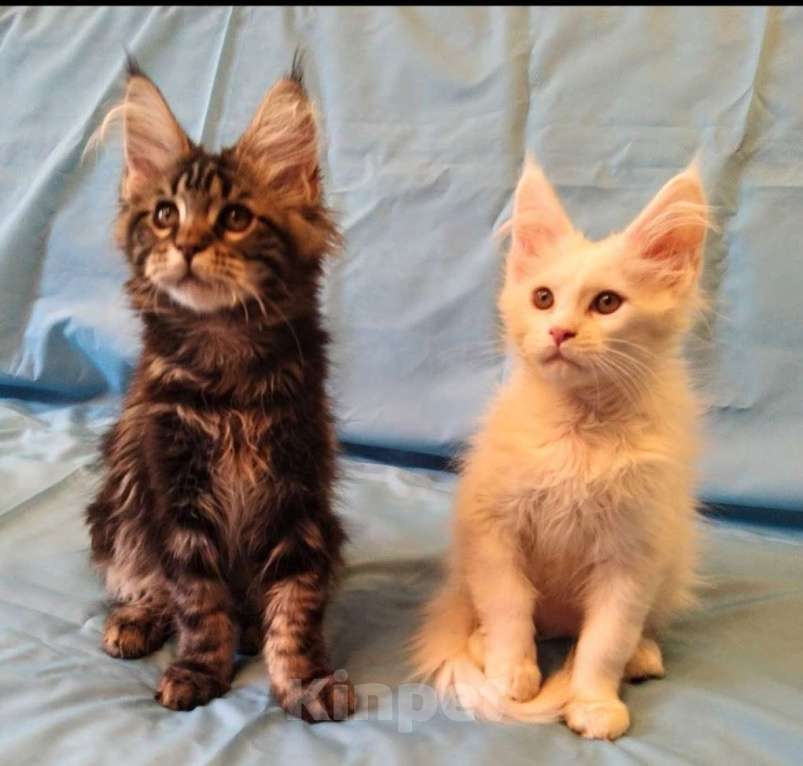 Кошки в Москве: Мейн Кун котята Мальчик, 20 000 руб. - фото 2