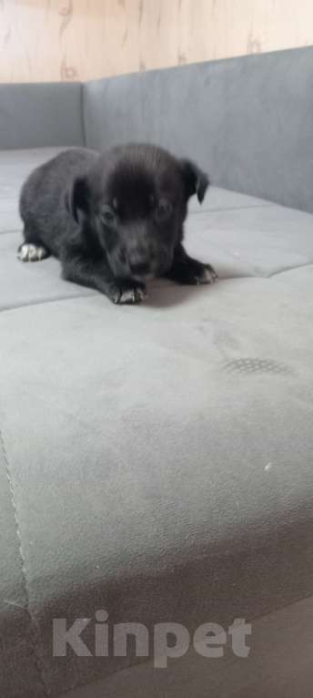 Собаки в Великом Новгороде: щенки  Мальчик, Бесплатно - фото 5