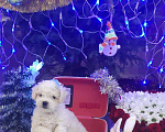 Собаки в Нижнем Новгороде: Продажа щенков Бишон Фризе Мальчик, 40 000 руб. - фото 5
