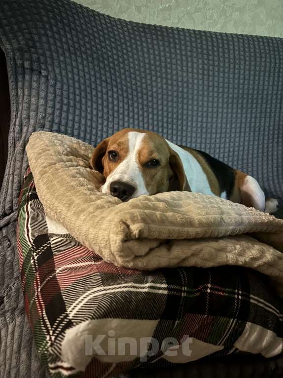 Собаки в Санкт-Петербурге: Отдадим в добрые руки  Мальчик, Бесплатно - фото 1