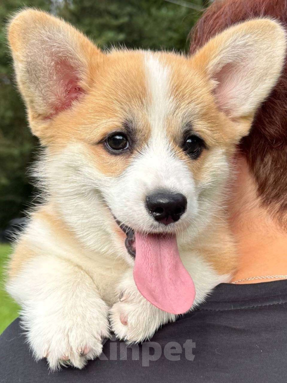 Собаки в Калуге: Малыш вельш корги пемброк Мальчик, Бесплатно - фото 2