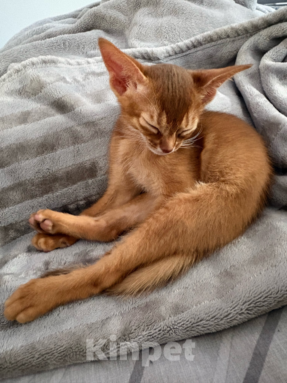 Кошки в других городах Московской области: 💥Продается котенок ( Окрaс сорpель ). Мальчик, 40 000 руб. - фото 10