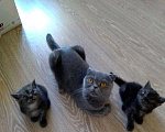 Кошки в Краснодаре: Шотландские котята, 5 000 руб. - фото 7