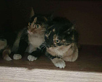 Кошки в Гагарине: Котята в добрые руки, Бесплатно - фото 4