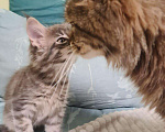 Кошки в Ачинске: Мейн - кун, 10 000 руб. - фото 1