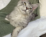 Кошки в Курске: Котёнок Мейн-кун Grand Мальчик, 25 000 руб. - фото 3