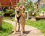 Собаки в Красногорске: Алания (Ланя) ждёт свою семью!  Девочка, 7 руб. - фото 8