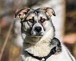 Собаки в Домодедово: Веста - лайка метис 11 мес. девочка Девочка, 1 руб. - фото 5
