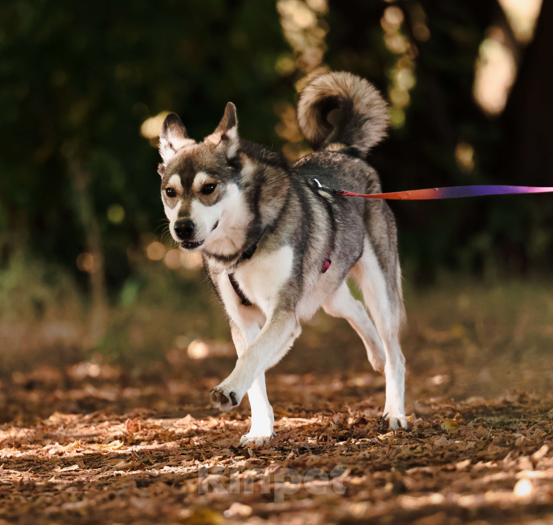 Собаки в Москве: Бывшедомашний мини хаски с большим сердцем из приюта в добрые руки Мальчик, Бесплатно - фото 1