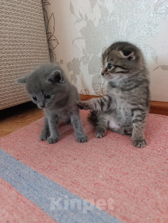 Кошки в Красноярске: Продам британцев Разнополые, 5 000 руб. - фото 4