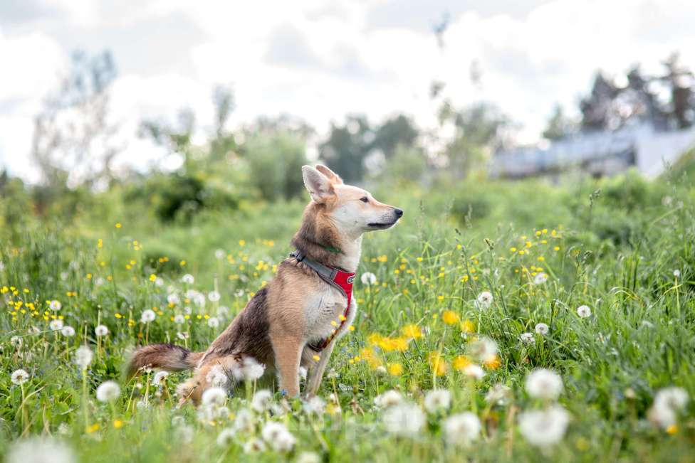 Собаки в Москве: Мёбиус Девочка, Бесплатно - фото 3