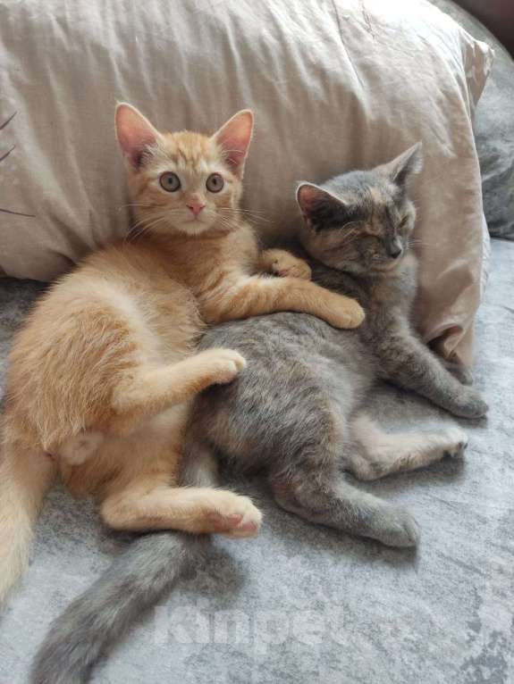 Кошки в Волгограде: Отдам котенка в добрые руки Мальчик, Бесплатно - фото 3