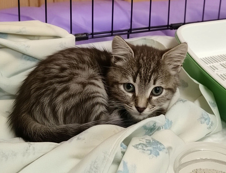 Маленький котенок в дар