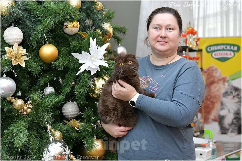 Кошки в Краснодаре: Джесси Pol Catana Девочка, 45 000 руб. - фото 2